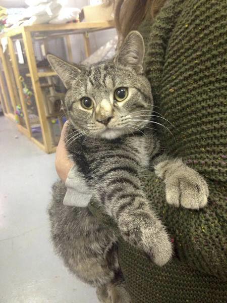 allied cats
