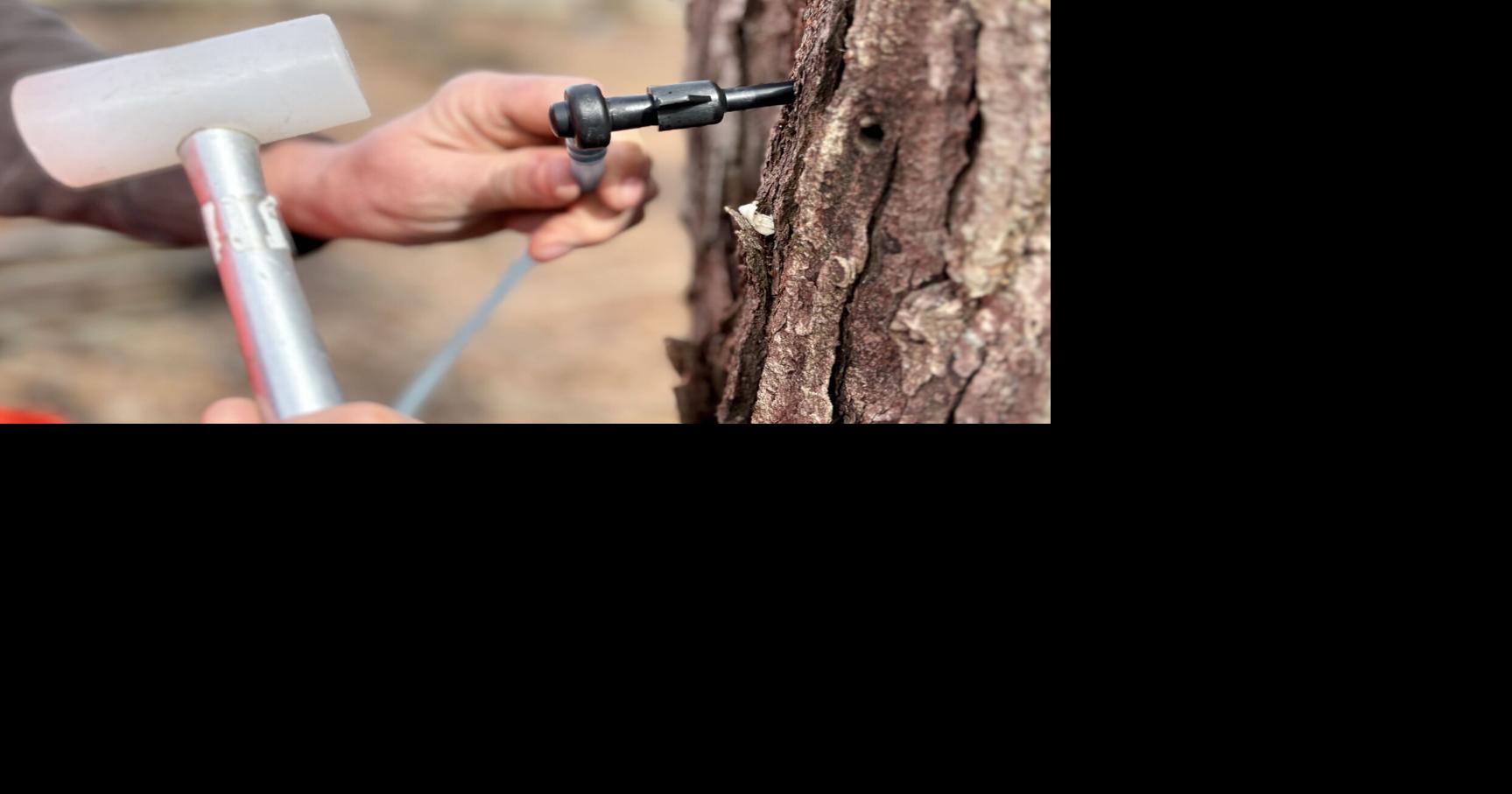 Local maple syrup producers tap into new products | News | alliednews.com