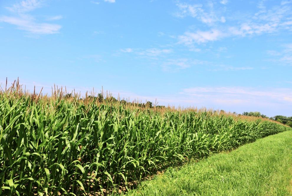 Financial health of American farms 'strained'by many factors