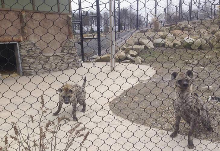 Where the wild things are | Local News | alliednews.com