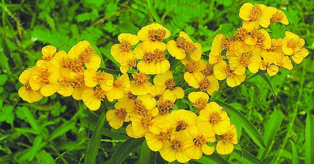 Herbs is a feature of the April 18th Flora Fest in Charlotte Co.