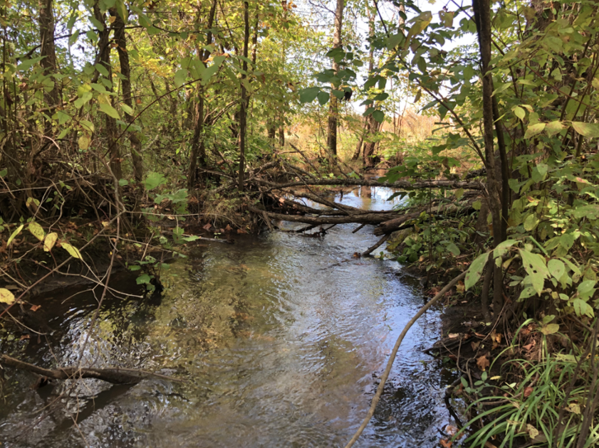 New state forest created in Charlotte County Multimedia
