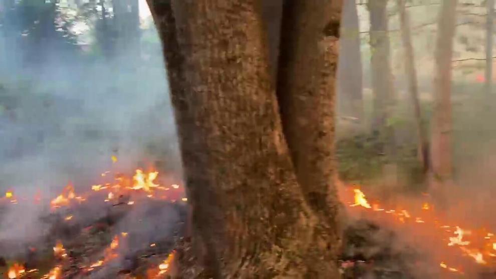 News altavistajournal com