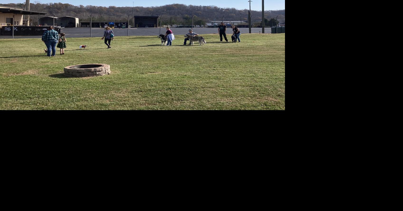 Dog parade Multimedia