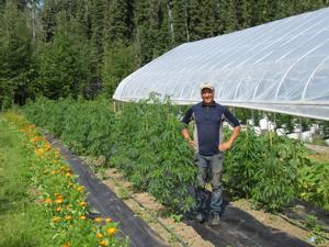 Taxation system in Alaska cannabis targets cultivators; breeds confusion and scofflaws