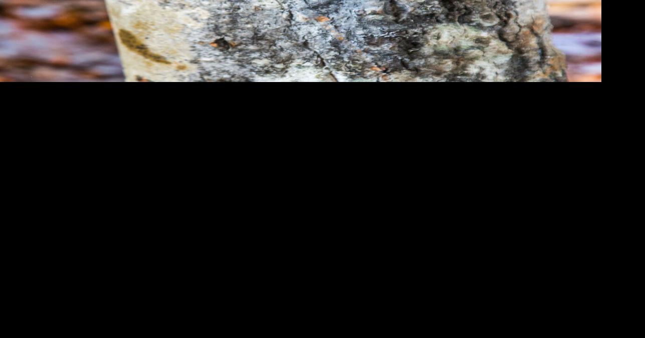 Why did the vole climb the tree? Sports And Outdoors