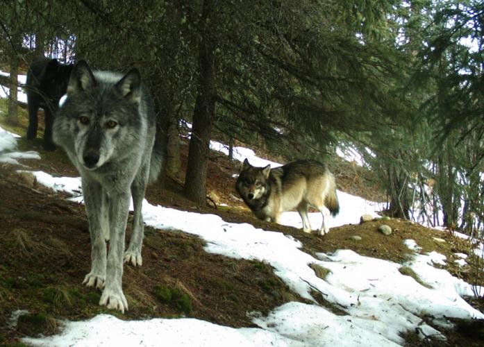 1. Denali Park wolves.JPG