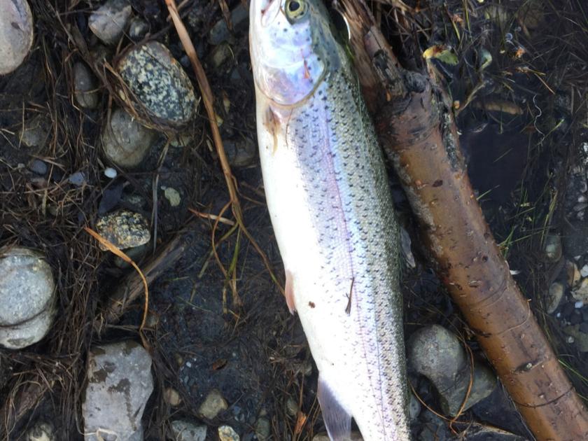 Fishing For Rainbows Sports And Outdoors Anchoragepress Com