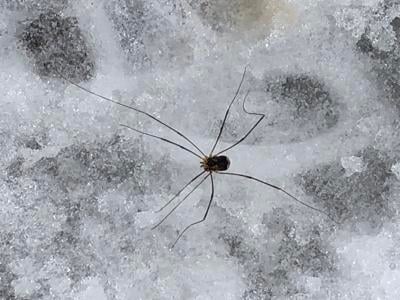 Daddy longlegs got their long legs by reusing some old