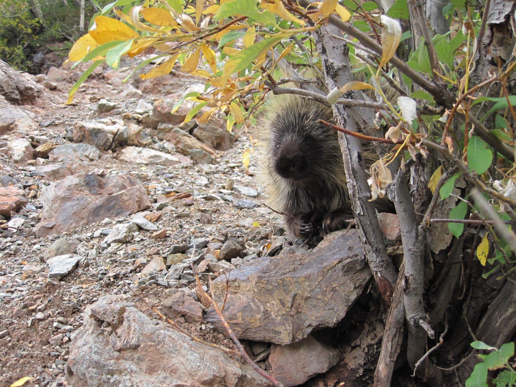 Hunting for porcupine (quills) | News | anchoragepress.com