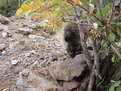 Hunting for porcupine (quills), News