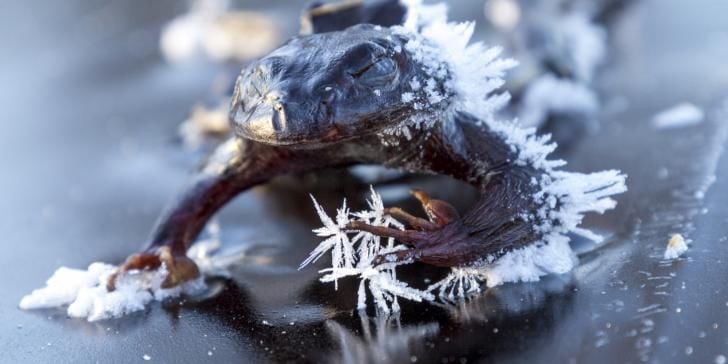 Frogs that can't freeze - Veterinary Medicine at Illinois