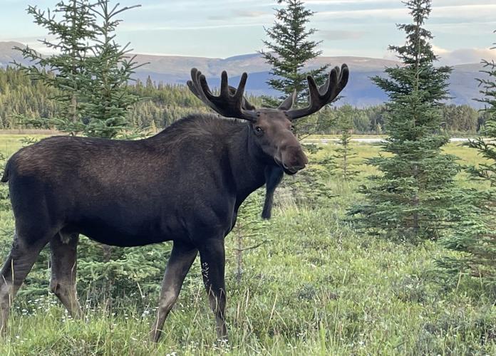 Ancient moose antlers hint of early arrival Sports And Outdoors