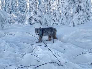 High time for lynx in Alaska’s Interior