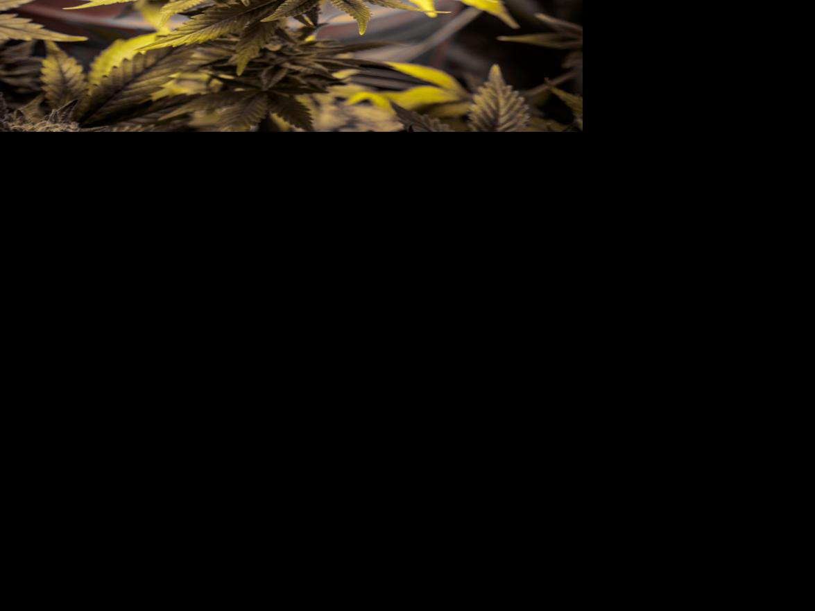 Alaska Fireweed Presents Bud Structures and Identifying Your FireWeed