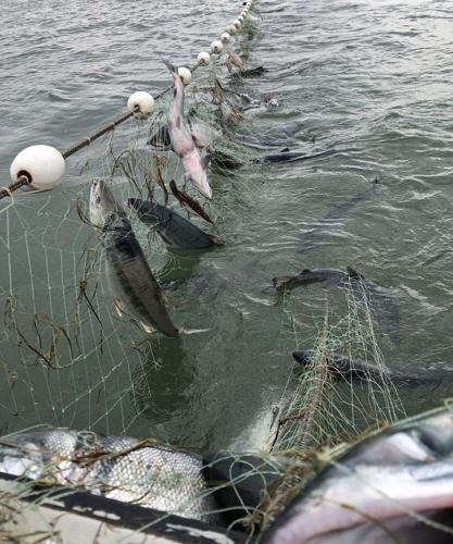 The close of salmon season on Kobuk River shows the importance of Ballot  Measure 1, Sports And Outdoors