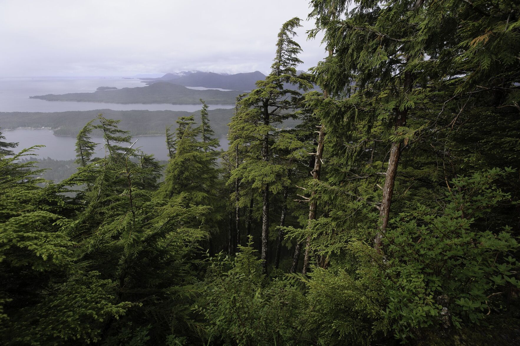 Biden ends large-scale logging in Tongass National Forest | News 