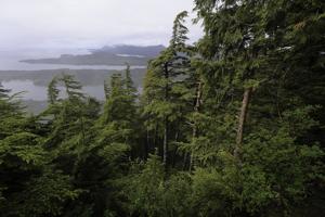 Biden ends large-scale logging in Tongass National Forest