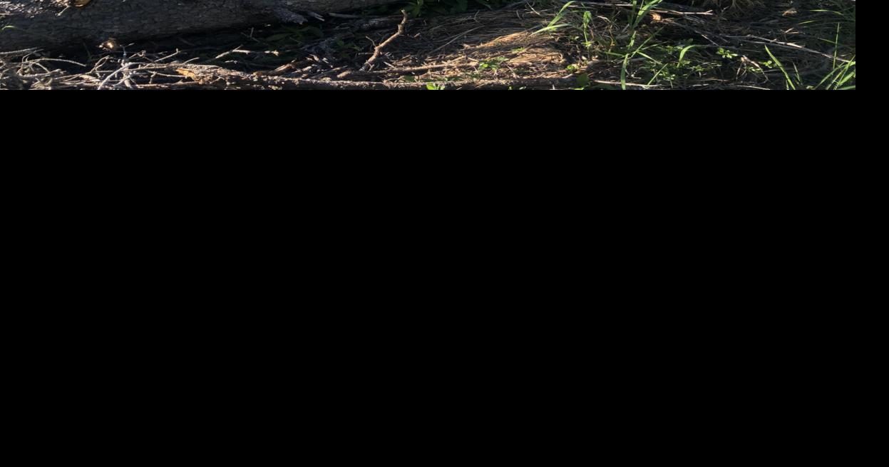 Continued neglect of Byers Lake Loop Trail — and state parks generally