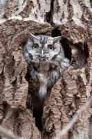 owl 3.jpg