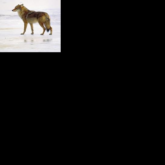 ‘Living with Coyotes’ session coming to North Andover