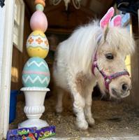 Andover miniature horse takes a crack at Cadbury bunny contest