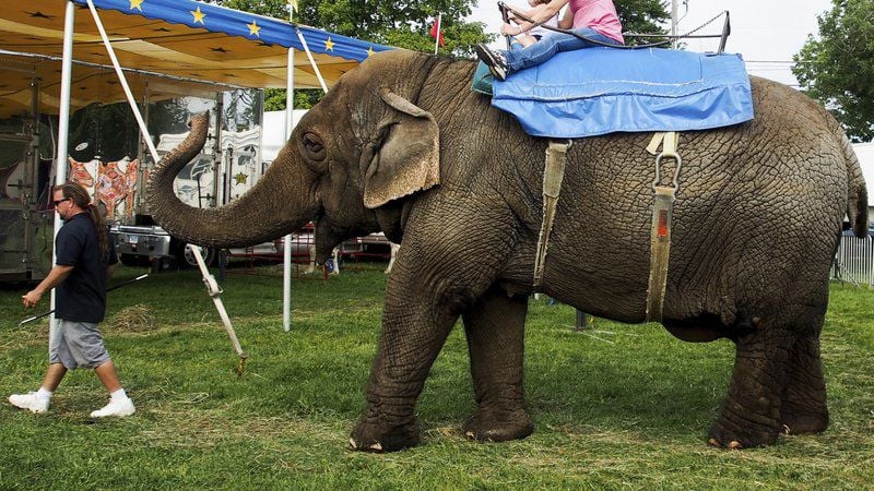 Elephants, camels, banned from Topsfield Fair after vote ...