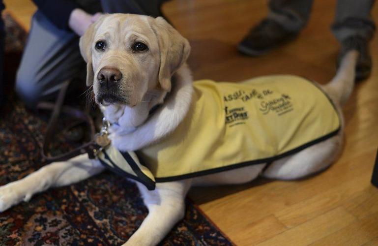 Pride and joy in an Andover guide dog | Local News | andovertownsman.com