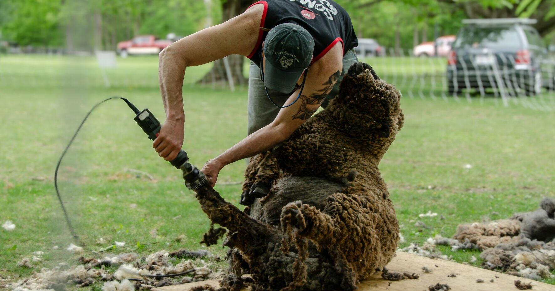 Fans flock to 52nd Annual Sheep Shearing festival - Vimarsana News