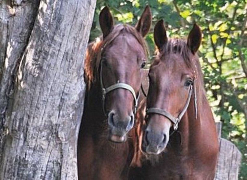 Andover Stories Ironstone Farm Horse therapy benefits a growing number of people Columns