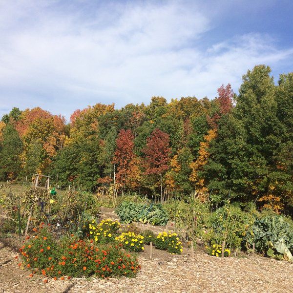 Andover's Community Gardens take root News