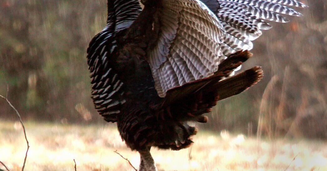 Talking turkey: For a good view of wildlife, stay put