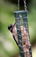 COLUMN: Bringing birds home starts with a feeder