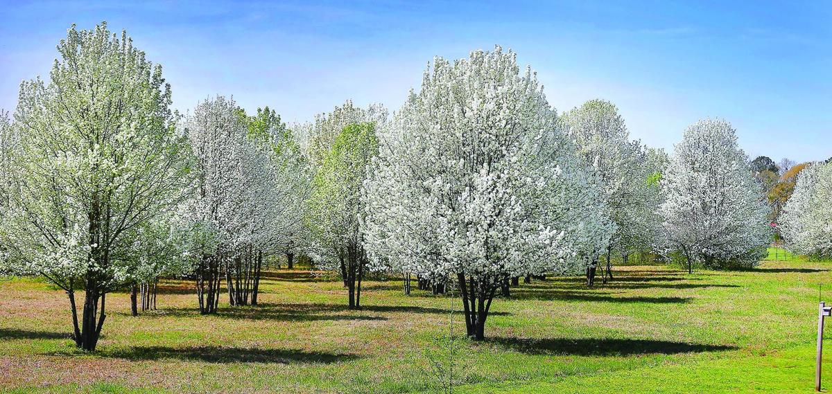 Think that field of flowering pear trees looks dreamy? It’s really a ...