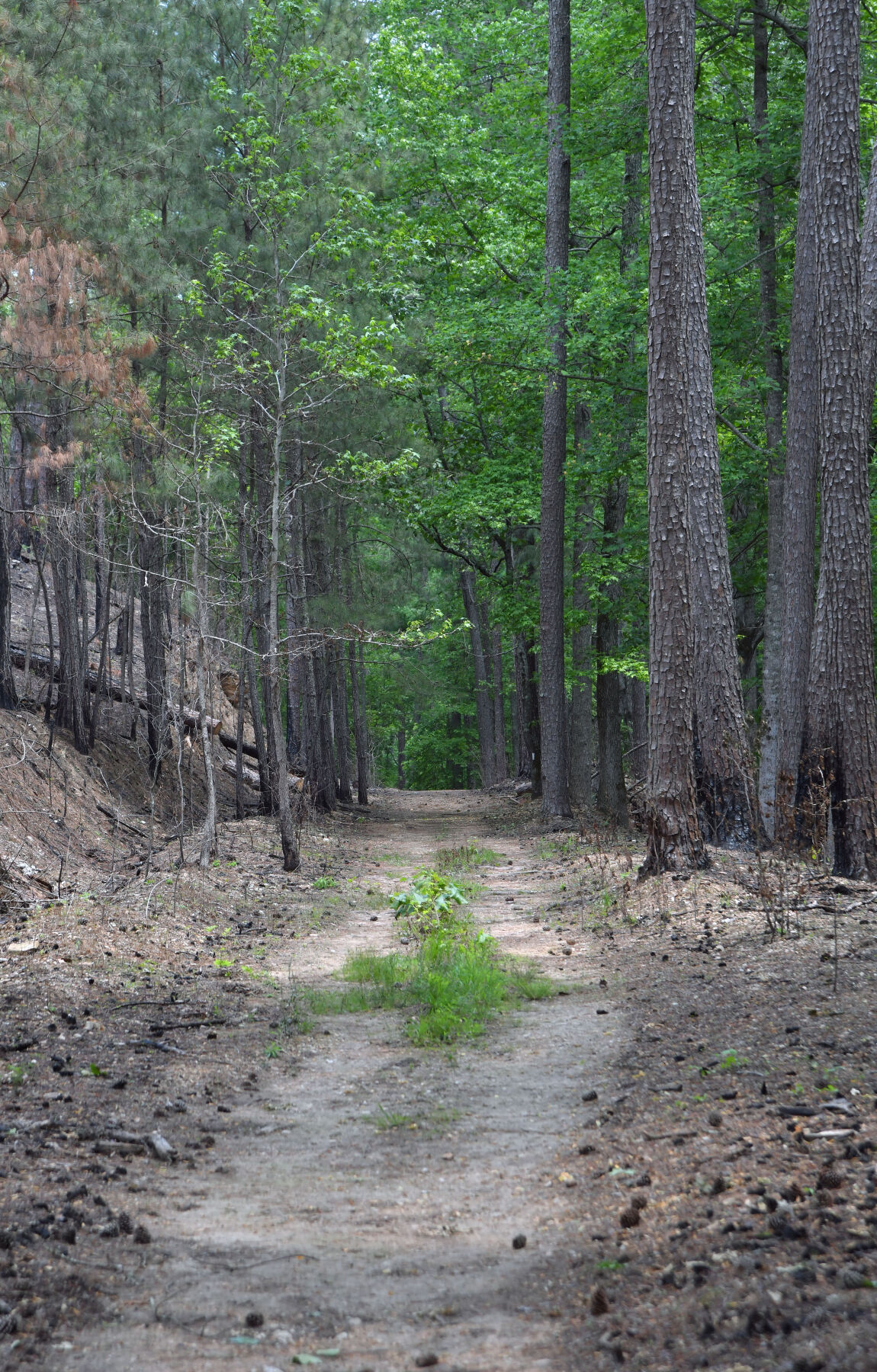 Heflin Spur Trail Sights BW 2.JPG