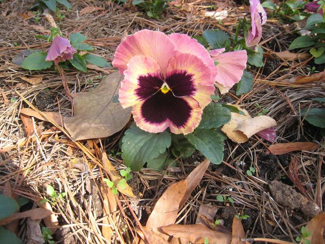 The Southern Gardener It’s not easy planting 440 pansies every year