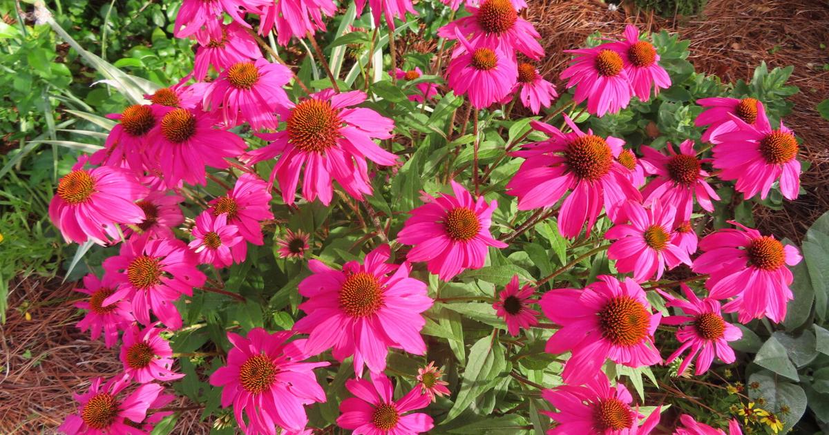 Remember these tips to ensure a successful summer in the garden | Home & Garden Remember these tips to ensure a successful summer in the garden | Home & Garden