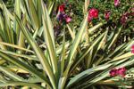 Yucca