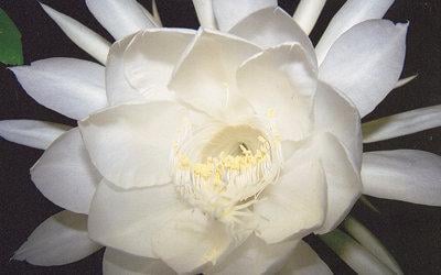 Blooming miracles: Flowers and trees have long told the ...