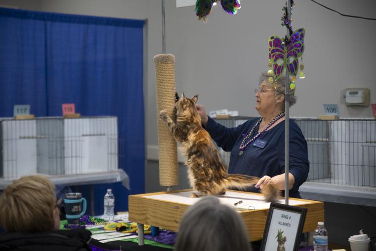 Visual Reference: Photo Gallery Alabama Paws And Claws Cat Competition