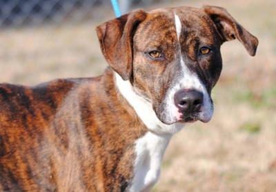 Anniston Animal Shelter: Nina