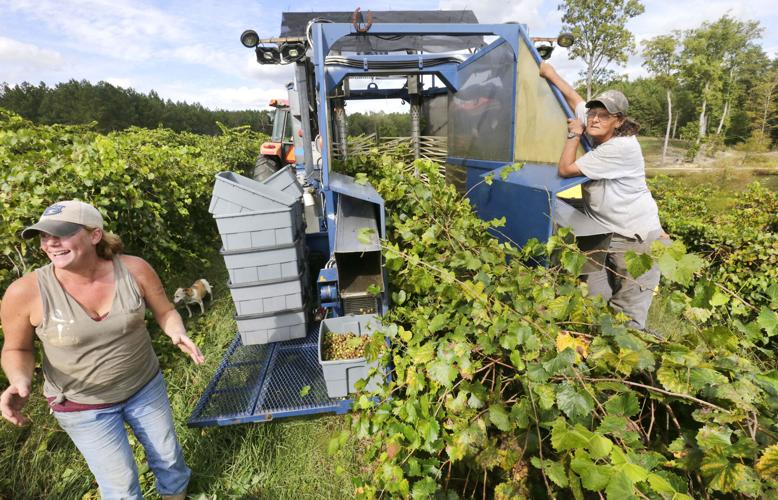 From the vine to the bottle, Fruithurst Winery Co. makes muscadine
