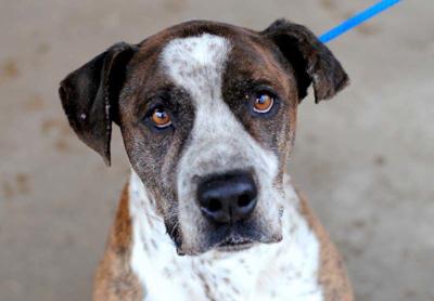 Anniston Animal Shelter: Opie