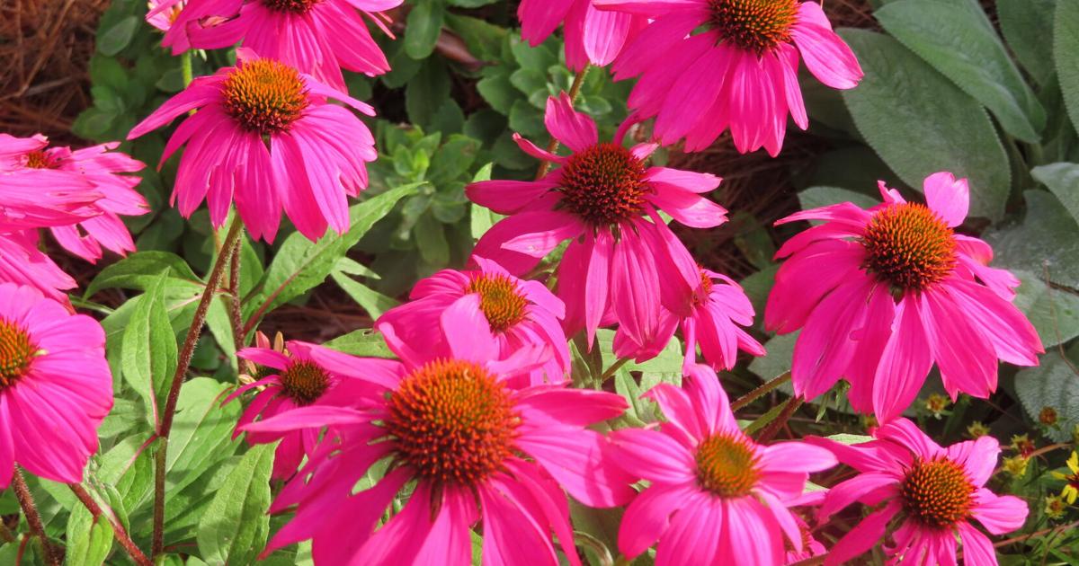 On-line and off, gardening ‘addicts’ join over their ardour | Residence & Backyard Online and off, gardening ‘addicts’ connect over their passion | Home & Garden