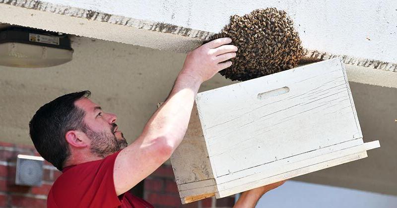 Photo gallery: A bee hive at the Calhoun County Sheriff's Office - Vimarsana News