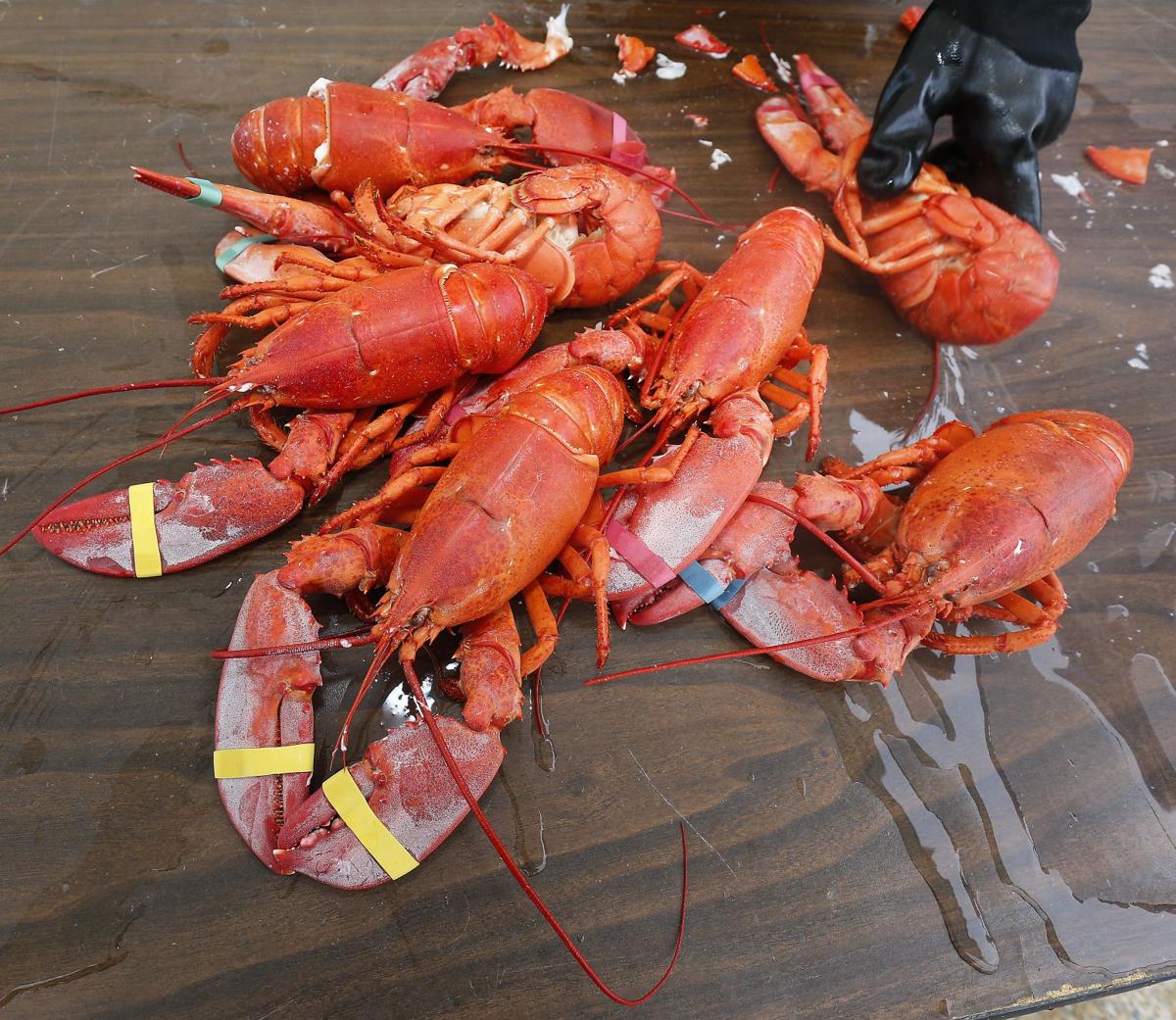 Photos Lobsterfest News