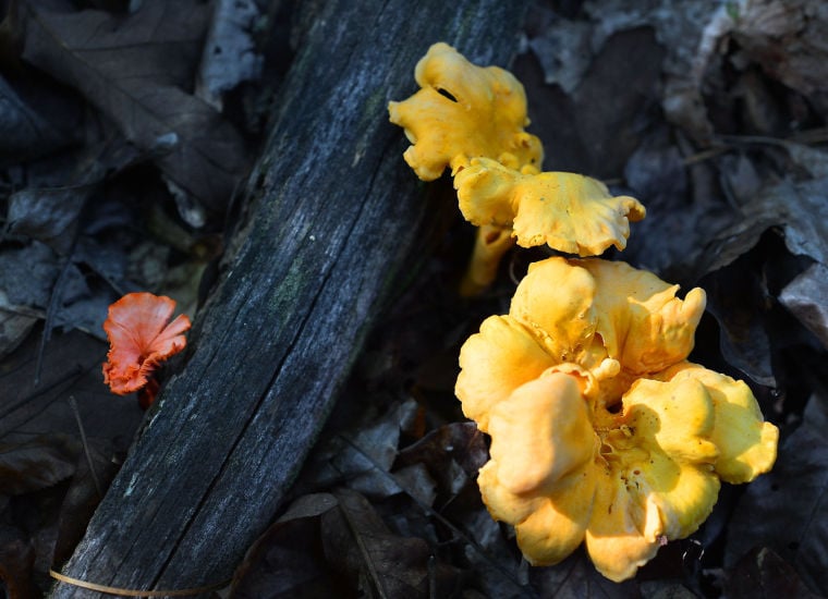 Foraging for the elusive chanterelle in the woods of Calhoun County