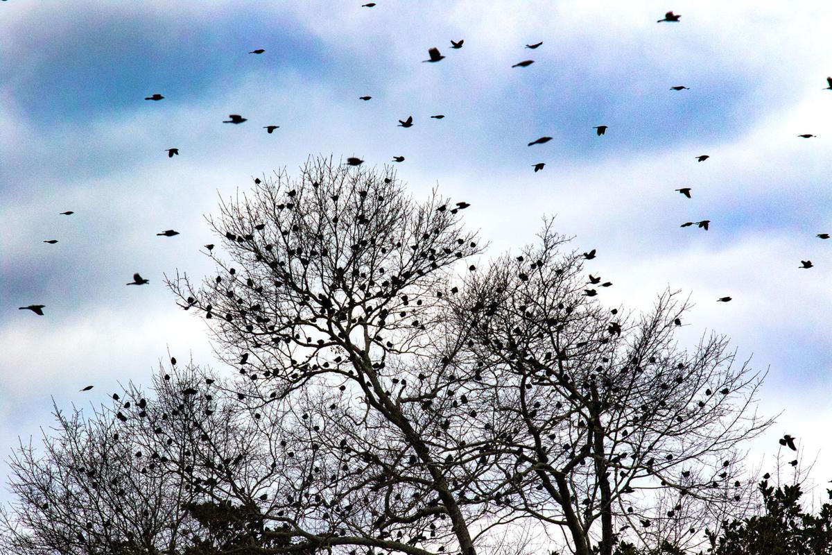 Large flocks of blackbirds common sight in area during winter months