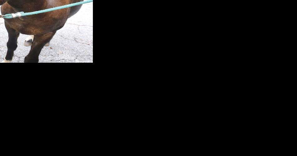 Josephine Ayers Horace the Mule Rides Again! Columnists