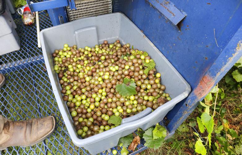 From the vine to the bottle, Fruithurst Winery Co. makes muscadine
